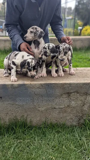 Photo - 1-3 months Male Purebred Great Dane