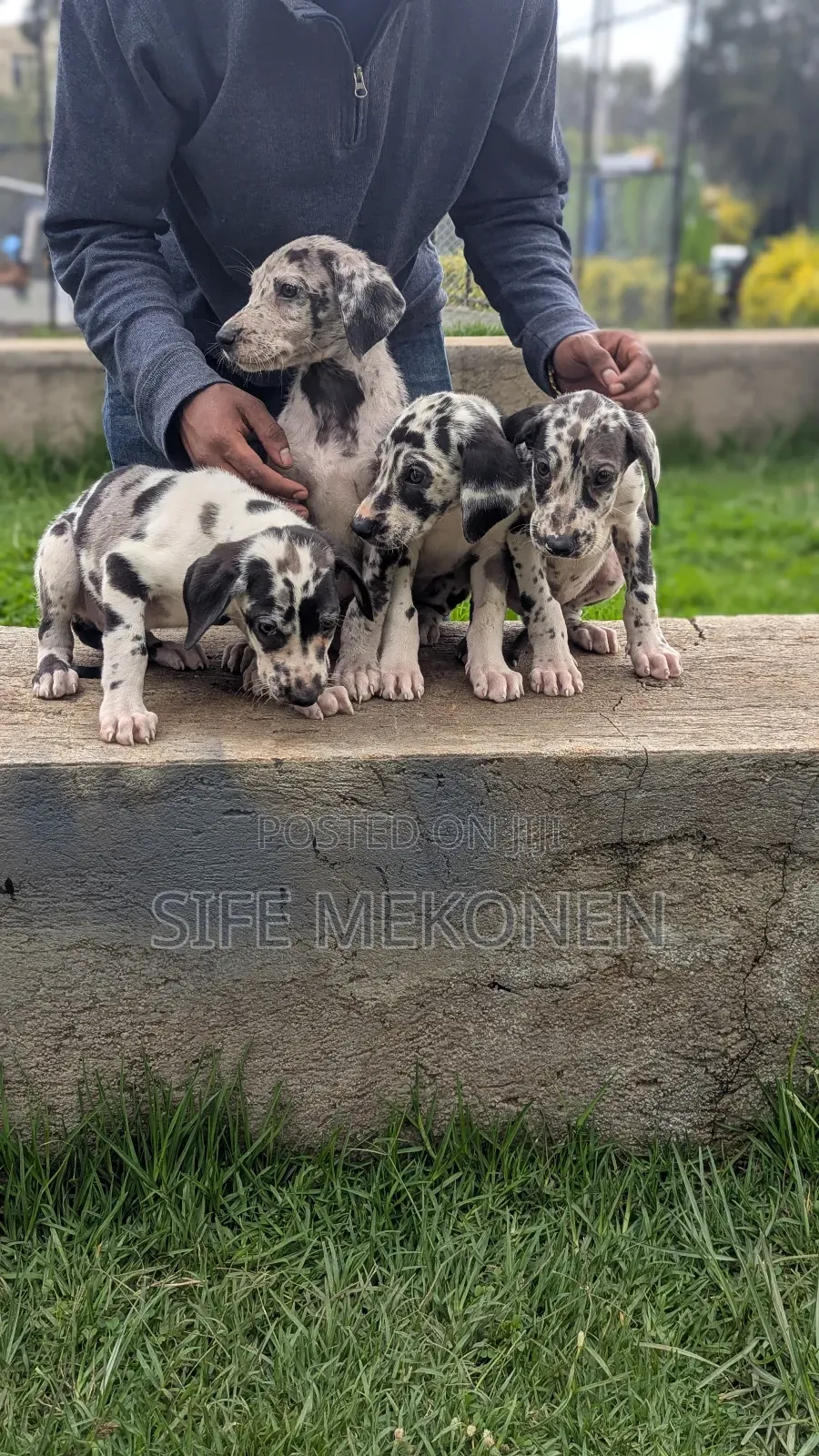 1-3 months Male Purebred Great Dane