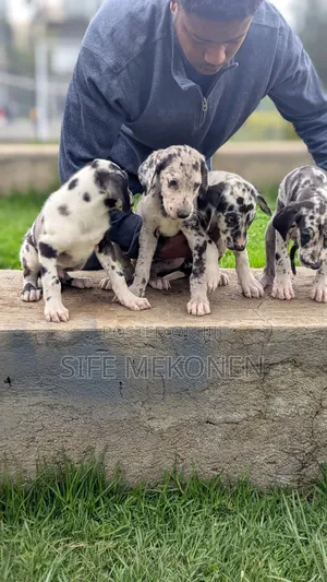 1-3 months Male Purebred Great Dane