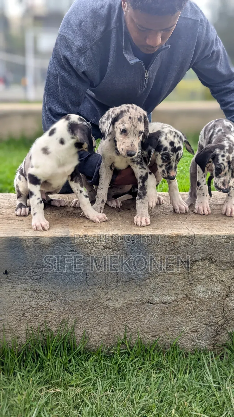 1-3 months Male Purebred Great Dane
