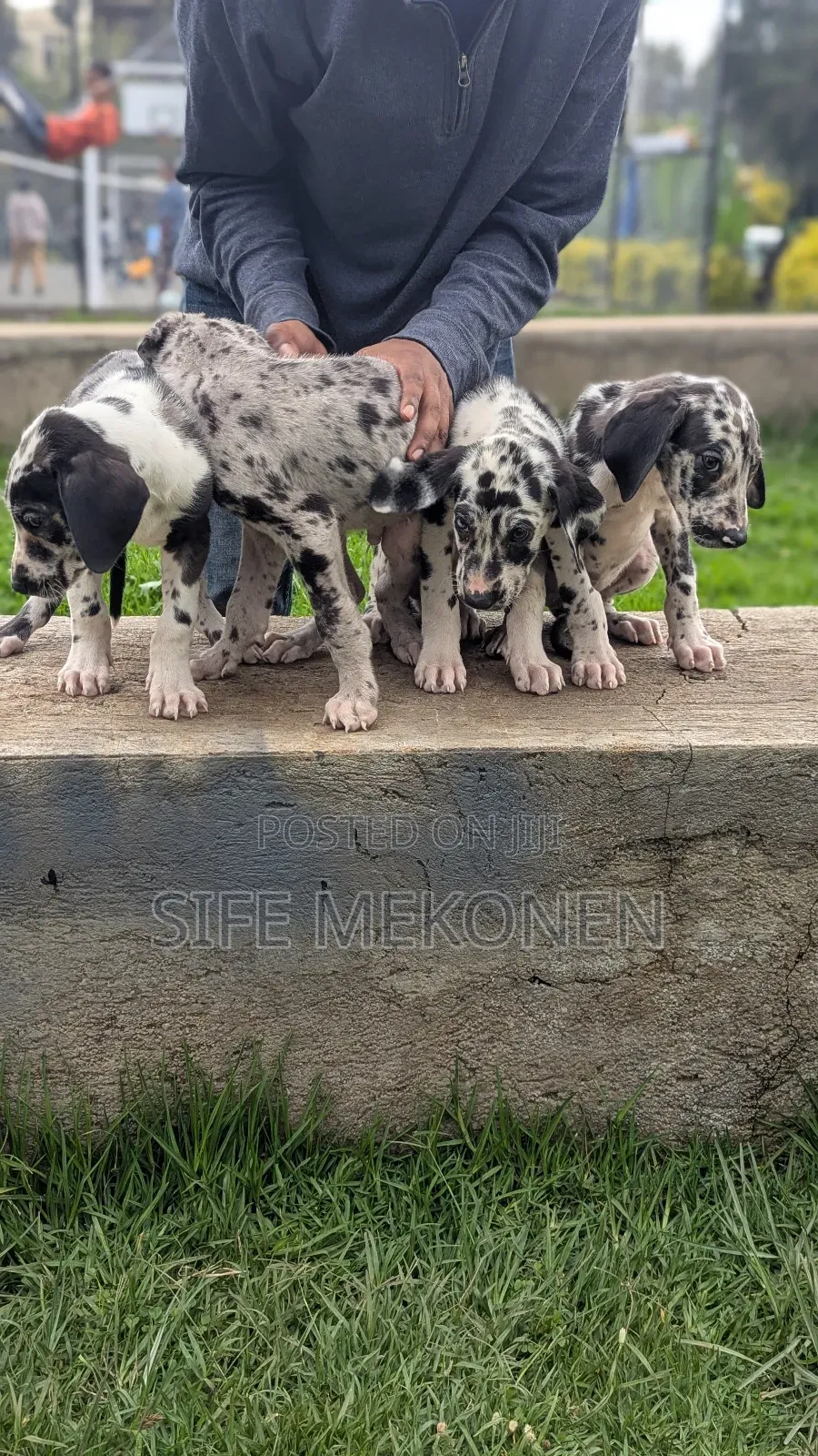 1-3 months Male Purebred Great Dane