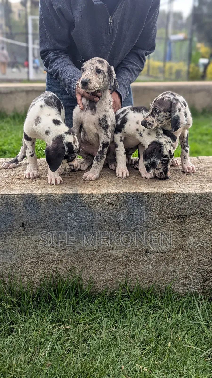 1-3 months Male Purebred Great Dane