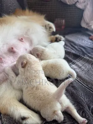 Photo - 1-3 months Male Purebred Maltese