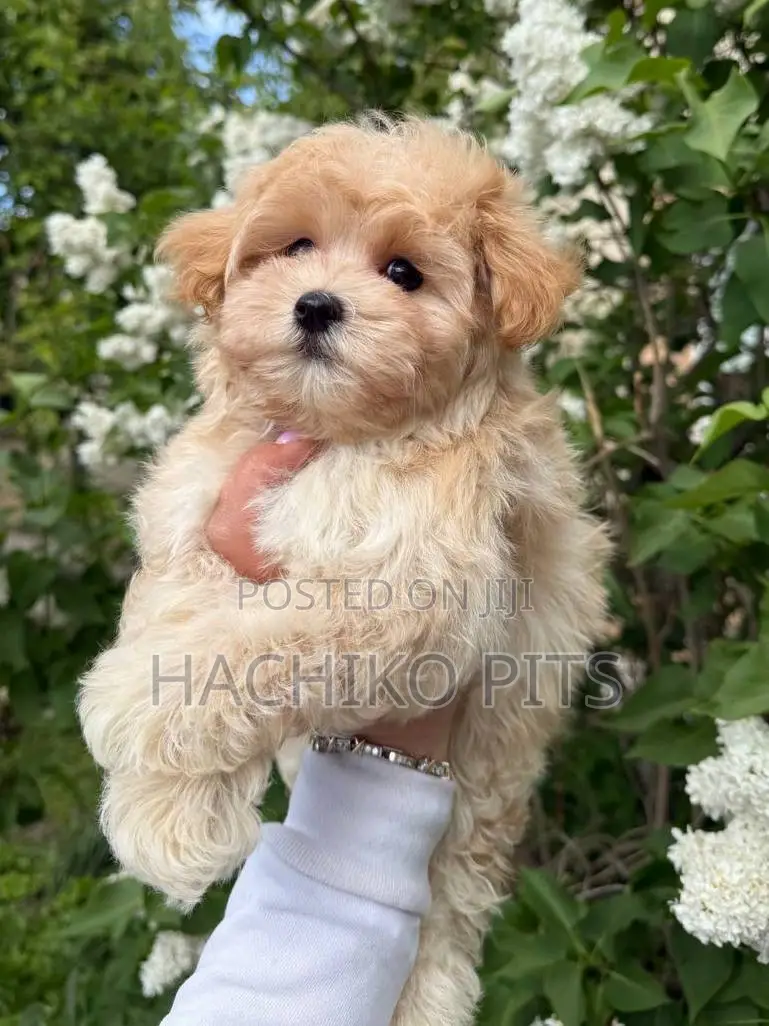1-3 months Male Purebred Maltipoo