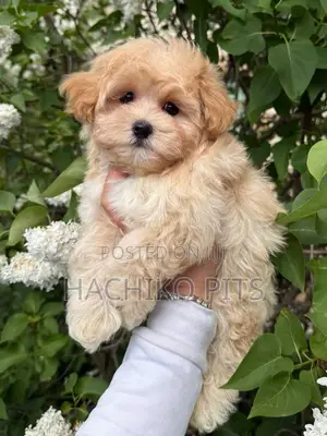 1-3 months Male Purebred Maltipoo
