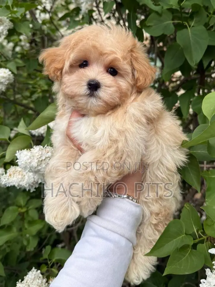 1-3 months Male Purebred Maltipoo