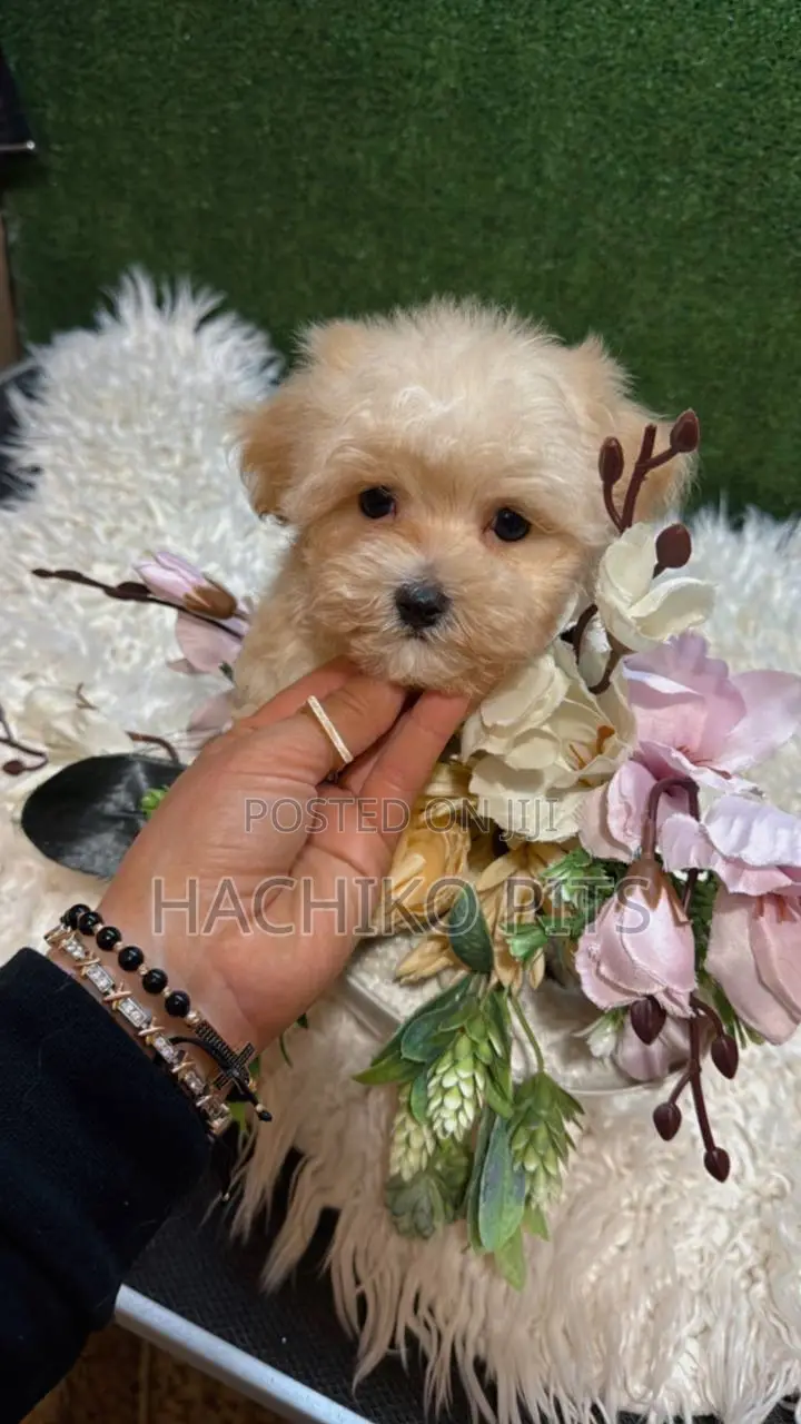 1-3 months Male Purebred Maltese