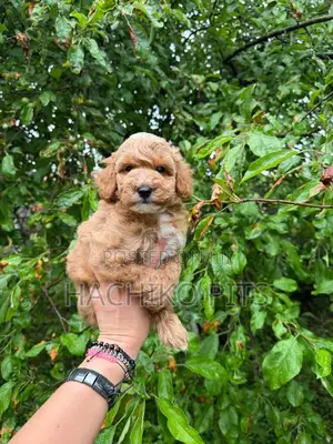 Photo - 1-3 months Male Purebred Poodle