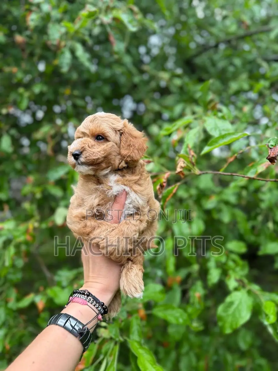 1-3 months Male Purebred Poodle