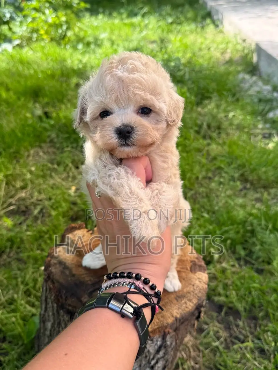 1-3 months Male Purebred Maltipoo