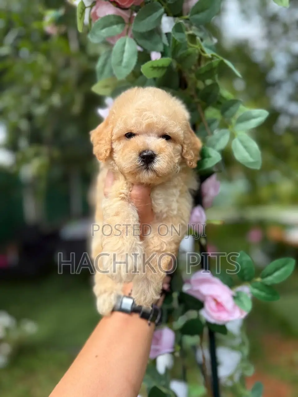 1-3 months Female Purebred Maltipoo