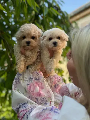 Photo - 1-3 months Male Purebred Maltese