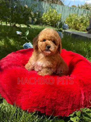 1-3 months Male Purebred Maltipoo