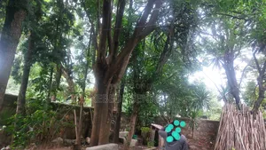 3bdrm House in Oromia, East Shewa for rent