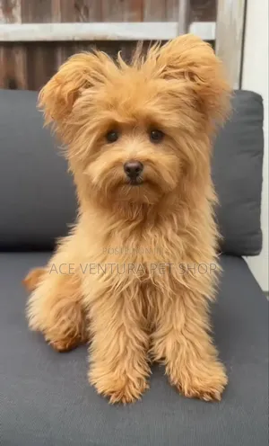 1-3 months Male Purebred Maltipoo