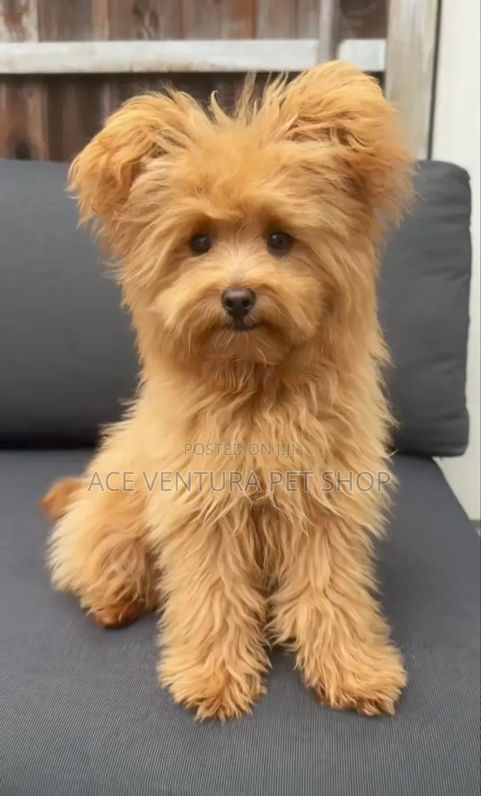 1-3 months Male Purebred Maltipoo