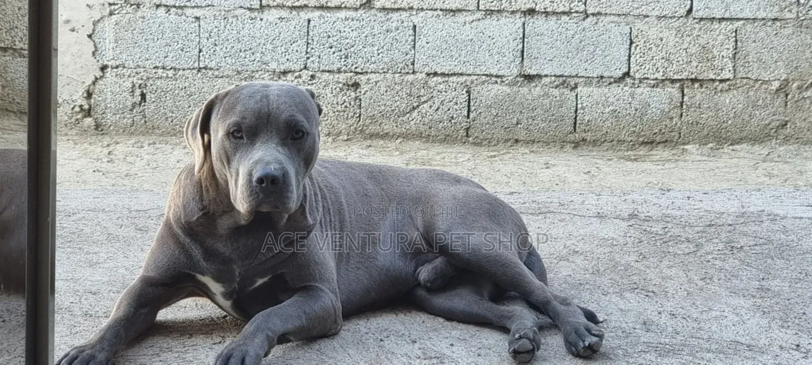 1-3 months Male Purebred American Pit Bull Terrier