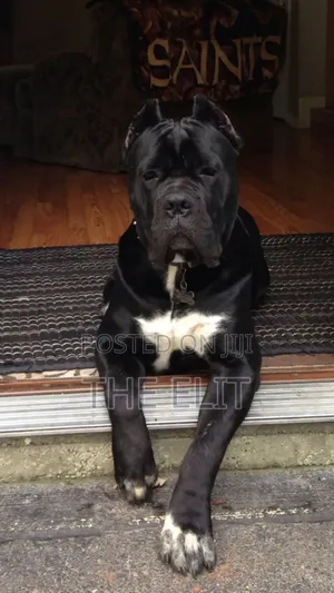 Photo - 1-3 months Male Purebred Cane Corso