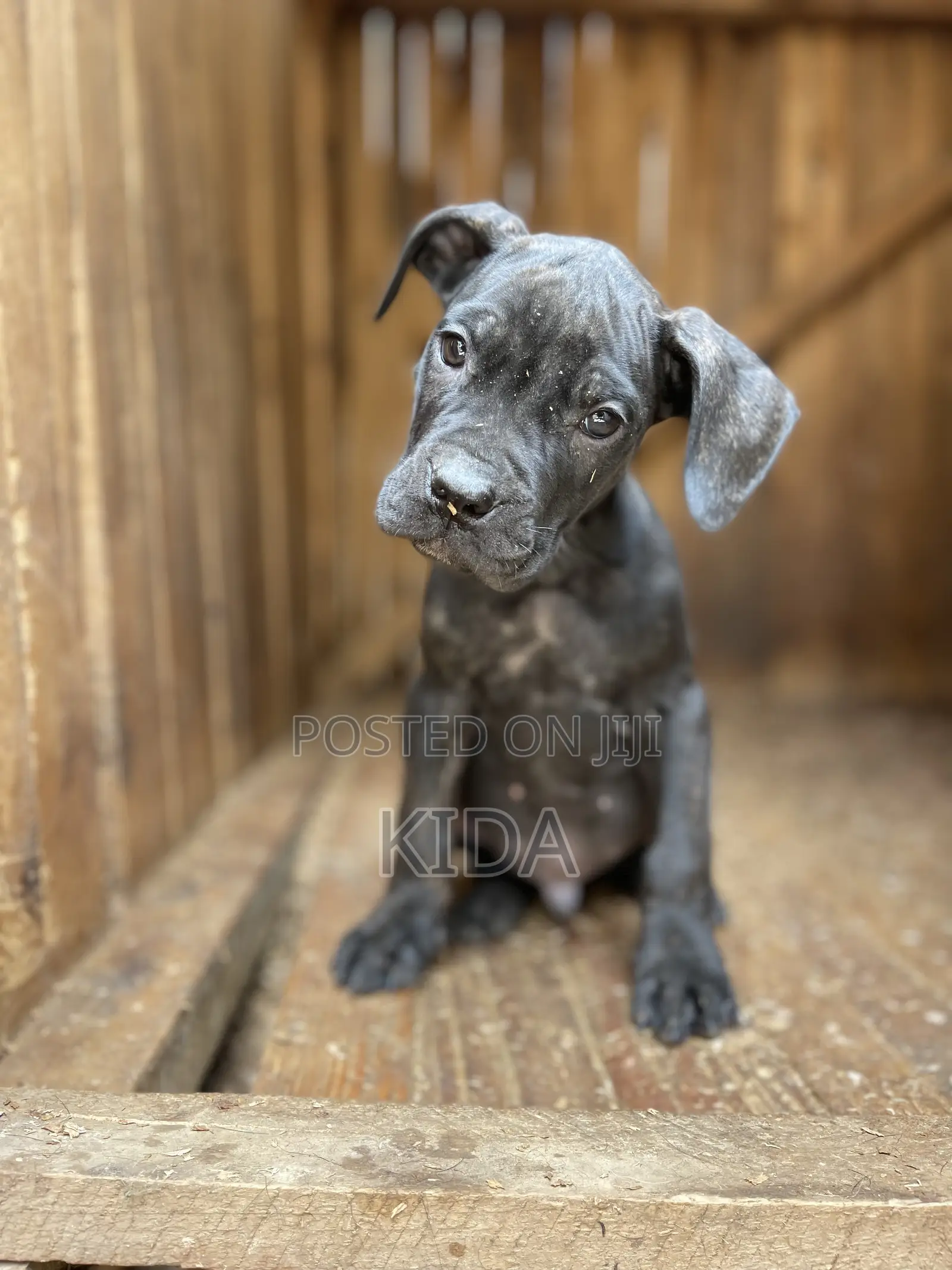 1-3 months Male Purebred Boerboel