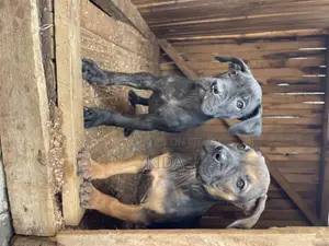1-3 months Male Purebred Boerboel