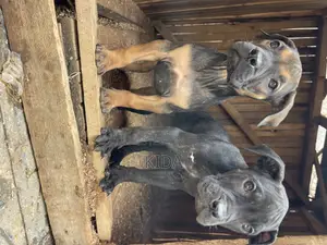 1-3 months Male Purebred Boerboel