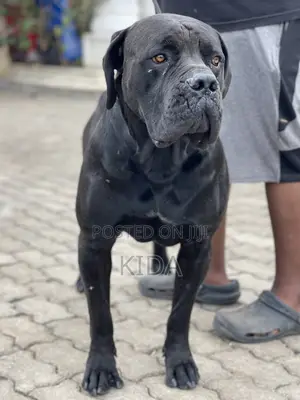 1-3 months Male Purebred Boerboel