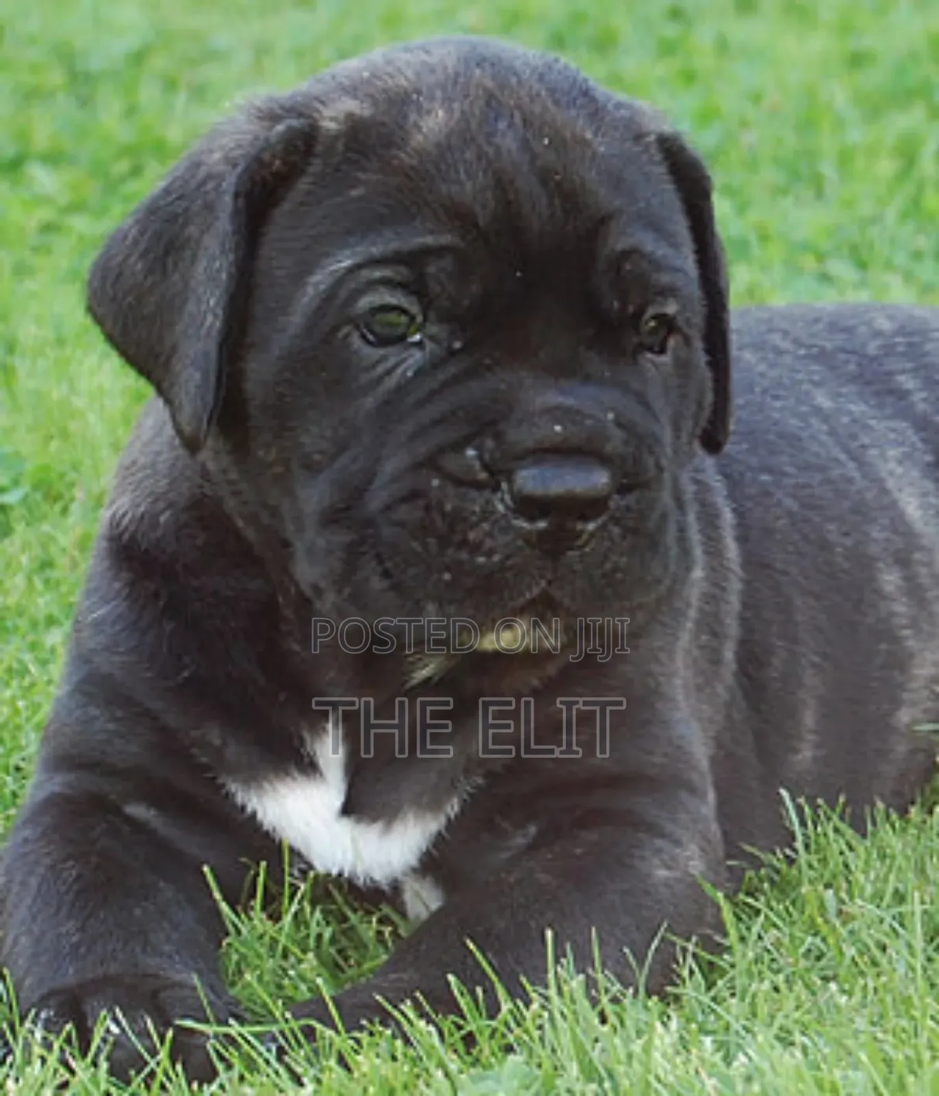1-3 months Male Purebred Mastiff