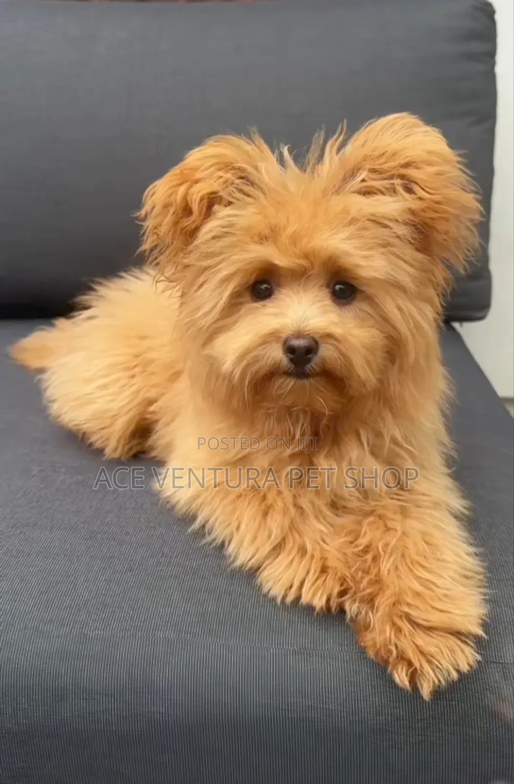 1-3 months Male Purebred Maltipoo