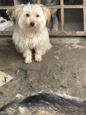 1-3 months Male Purebred Maltese