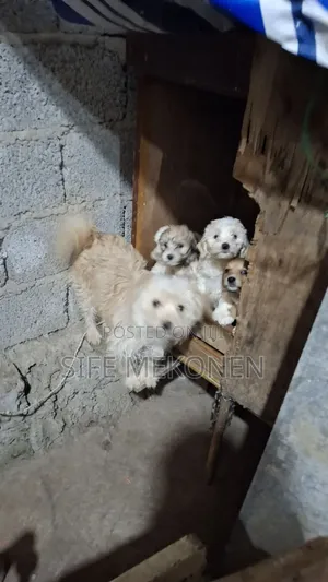 Photo - 1-3 months Male Purebred Maltese