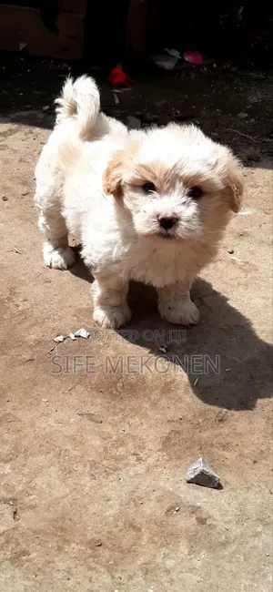 Photo - 1-3 months Male Purebred Maltese