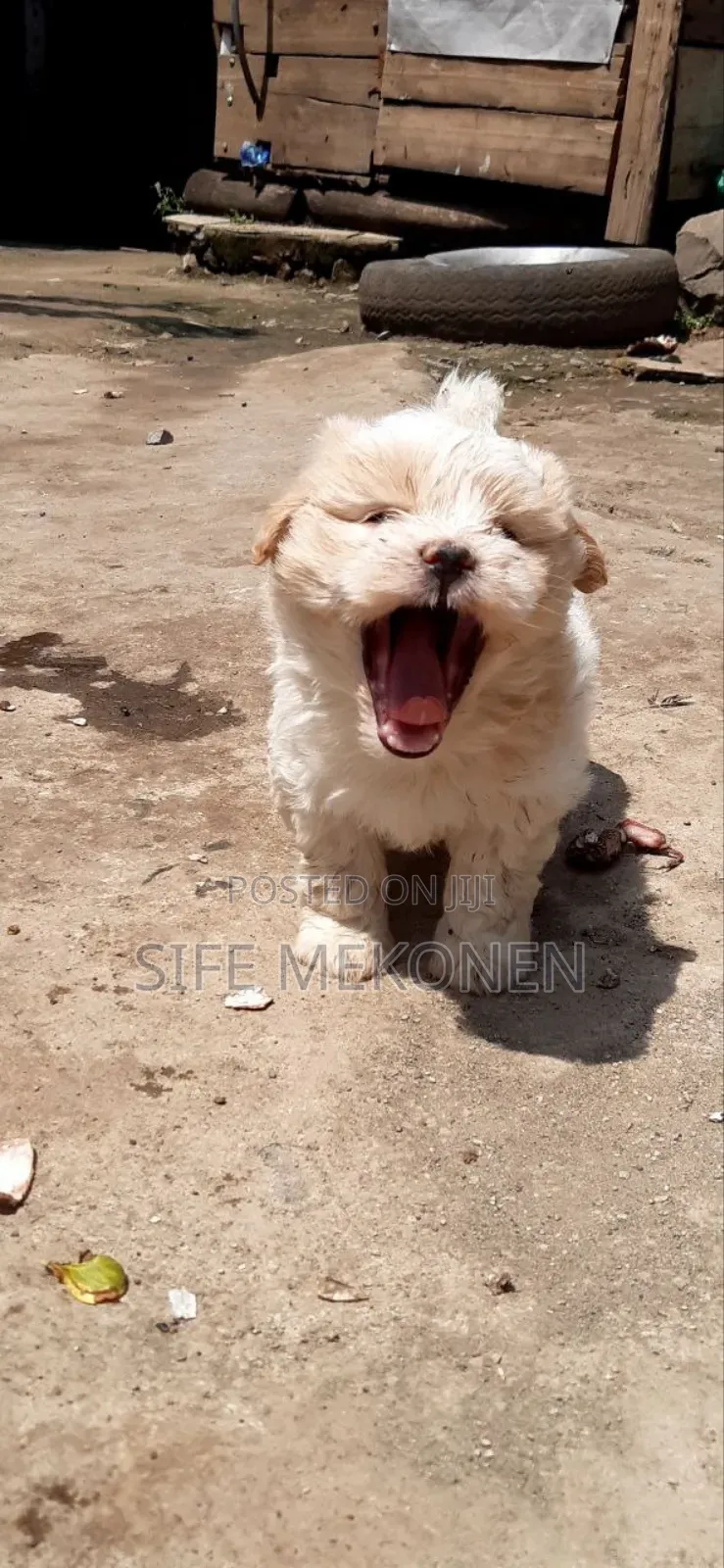 1-3 months Male Purebred Maltese