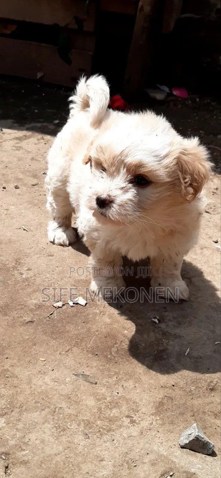 1-3 months Male Purebred Maltese