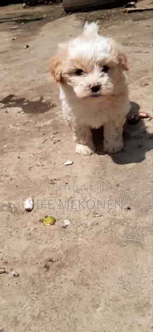1-3 months Male Purebred Maltese