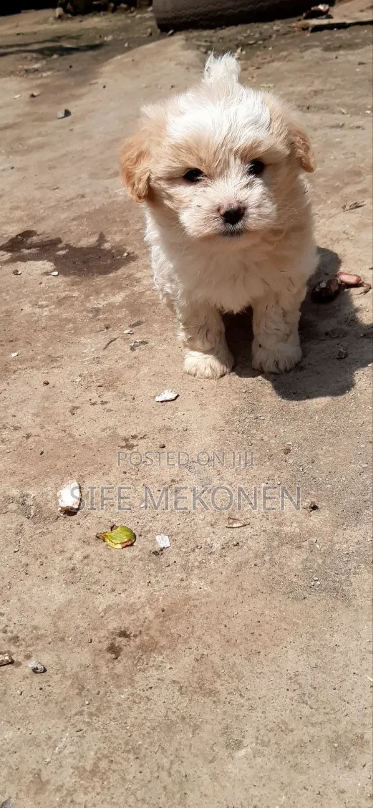 1-3 months Male Purebred Maltese