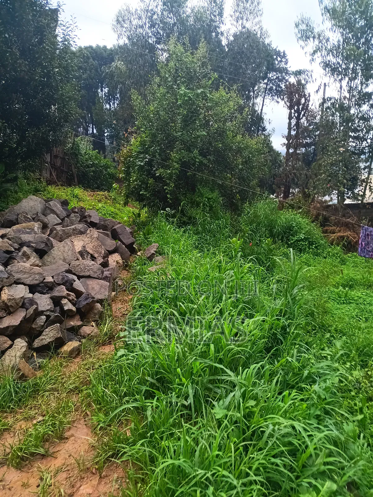 የሚሸጥ ቦታ ቁስቋም አካባቢ