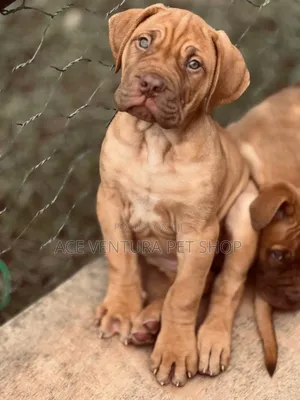 Photo - 1-3 months Male Purebred Bullmastiff
