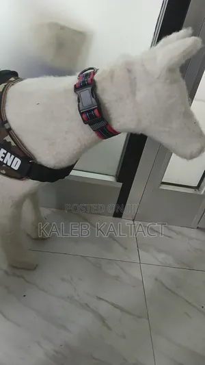 Photo - Adjustable Dog Collars