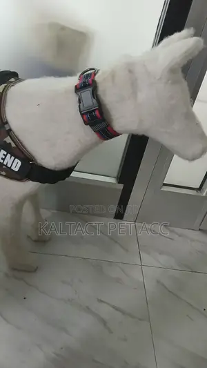 Adjustable Dog Collars