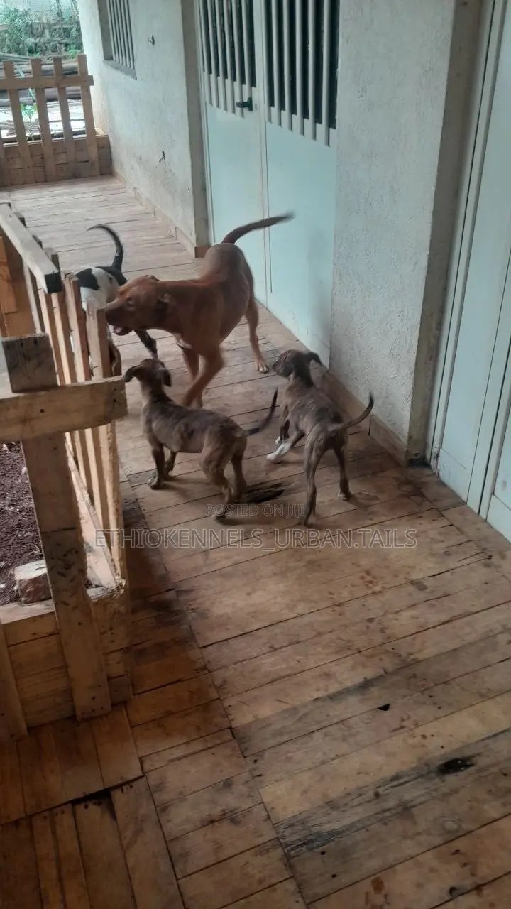 1-3 months Male Purebred American Pit Bull Terrier