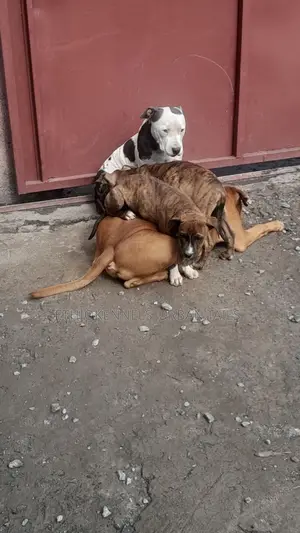 Photo - 1-3 months Male Purebred American Pit Bull Terrier