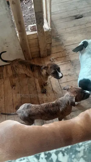 1-3 months Male Purebred American Pit Bull Terrier