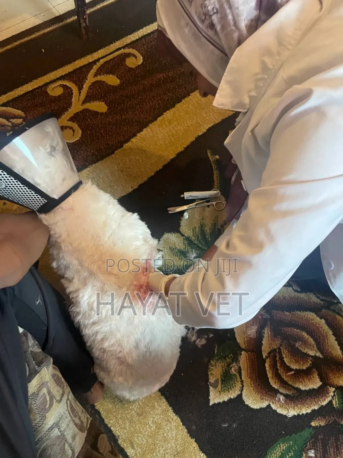 የእንስሳት ክሊኒክ( Animal Clinic)