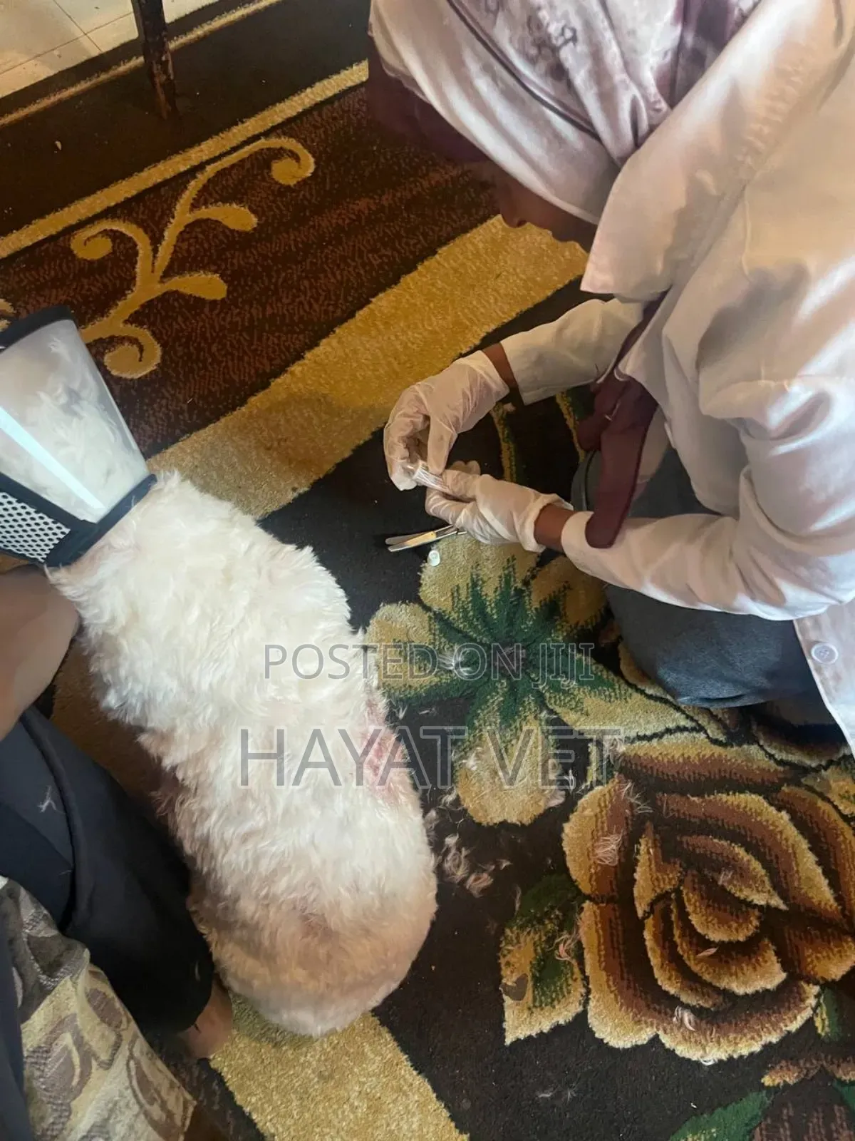 የእንስሳት ክሊኒክ( Animal Clinic)