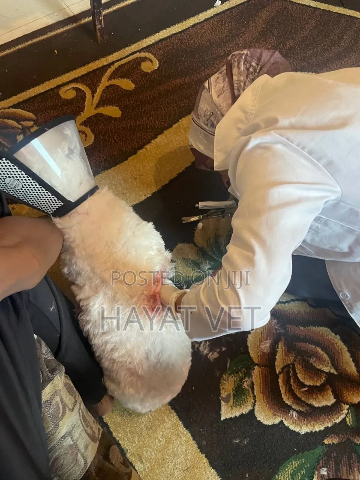 የእንስሳት ክሊኒክ( Animal Clinic)