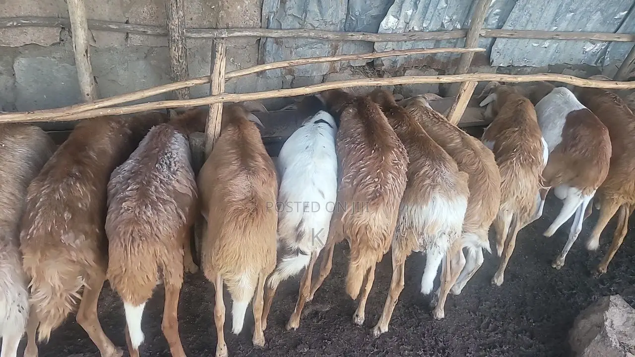 Shenen Agr. Business