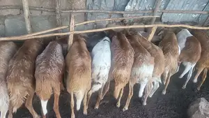 Shenen Agr. Business