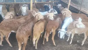 Shenen Agr. Business