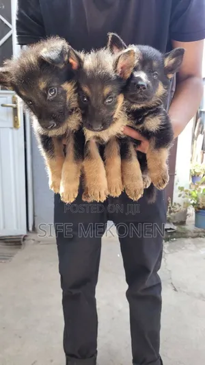 1-3 months Male Purebred German Shepherd