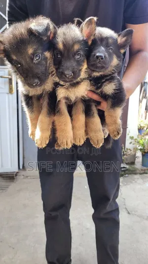 1-3 months Male Purebred German Shepherd